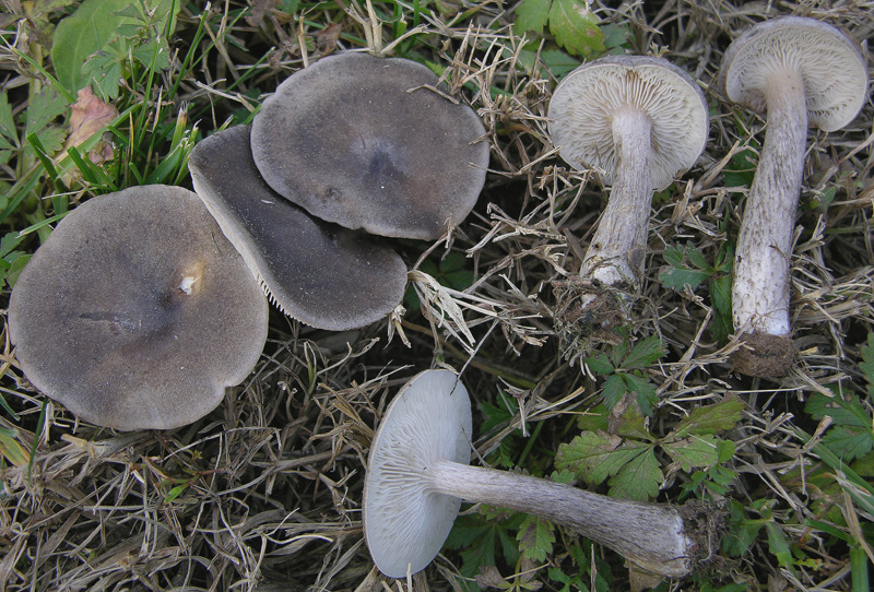 Melanoleuca da determinare.